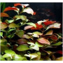 Ludwigia Repens 