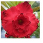 Red Double Petal Adenium Obesum Plant – Grafted Desert Rose Bonsai with Ceramic Pot | Vibrant Indoor & Outdoor Succulent
