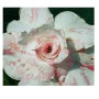 Seagul Adeniums Obesum Plants – Resilient Desert Rose with Ceramic Pot