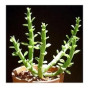 Monadenium Ellenbeckii Succulent Plants – Serpent-Stemmed Caudiciform in Ceramic Pot | Rare Rhizomatous Perennial