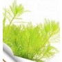 Myrophyllium Mattogrosense – Premium Tissue Culture Stem Plant for Aquascaping & Terrariums