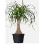Nolina Recurvata Succulent Plants – Ponytail Palm in Black Grower Pot | Drought-Tolerant Indoor Ornamental