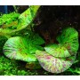 Nymphaea Tiger Lotus – 1 PC Adult Imported Aquatic Plant for Aquascapes & Wabi Kusa
