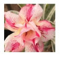 Obesum Var 'Angel of Fire' Adeniums Obesum Plants – Grafted Pink & Yellow Desert Rose Bonsai with Ceramic Pot | Exotic Indoor & Outdoor Succulent