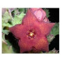 Orbea Melanantha Succulent – Stout Stapeliad with Purple Star-Shaped Flowers in Ceramic Pot