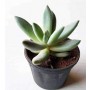 Pachyveria Bea Succulent Plants – Rosette-Forming Hybrid with Bluish-Gray Pointed Leaves for Indoor & Patio Décor