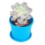 Pachyveria Scheideckeri Succulent Plants – Bluish Rosette with Seasonal Blooms, Ideal for Indoor & Outdoor Decor