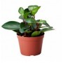 Peperomia Orba Succulent Plants – Compact Indoor Foliage with Glossy Green Leaves & Citrus Glow