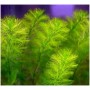 Myriophyllum Aquaticum 
