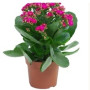 Pink Kalanchoe Succulent Plants – Madagascar Native with Rosy Blooms for Indoor & Outdoor Décor