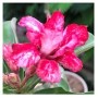 Pink Slush Adeniums Obesum Plants – Pink Bloom | Ceramic Pot | Easy-to-Grow Caudiciform