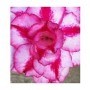 Pink Swish Adeniums Obesum Plants – Pink & White Desert Rose in Ceramic Pot