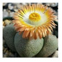 Pleiospilos Nelii Schwantes – Split Rock Succulent | Rare Mesemb Hybrid with Yellow Blooms