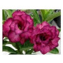 Poppy Violet Adeniums Obesum Plants – Violet Desert Rose with Ceramic Pot