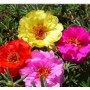 Portulaca Multicolor Succulent Plant – 9 O’Clock Bloomer with Vibrant Groundcover Appeal