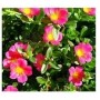 Pink Portulaca Oleracea Succulent Plant – 10 O’Clock Bloomer with Fleshy Leaves