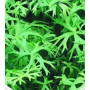 Ranaculus Innunduatus – High-Quality Tissue Culture Aquarium Plant | 1 Pot/Pack