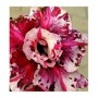Raspberry Sorbet Adeniums Obesum Plants – Maroon & White Desert Rose with Ceramic Pot