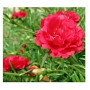 Red Portulaca Succulent Plants – Moss Rose Groundcover with Vibrant Red Blooms