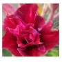 Rhubarb Splash Adeniums Obesum Plants – Vibrant Red Desert Rose with Ceramic Pot