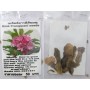 Rink Plumeria Frangipani Kathalichapa Seeds – 5–6 Seeds of Premium Tropical Fragrance