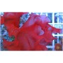 Rose Petal Red Cryptonemia Macroalgae