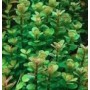 Rotala Indica