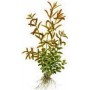 Rotala Rotundifolia Green – Premium Tissue Culture Stem Plant for Planted Aquariums