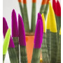 Sansevieria cylindrica Velvet Touch Plants – African Spear Succulent with Color-Tipped Stems (3-Stem Pack)