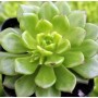 Sedeveria Rolly Succulent Plants