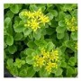 Sedum Acre Succulent Plants – Evergreen Groundcover with Yellow Blooms in Ceramic Pot | Hardy Rock Garden Favorite