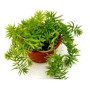 Sedum Angelina Green Succulent Plants – Hardy Groundcover with Golden Foliage & Yellow Blooms