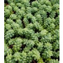 Sedum Burrito Succulent Plants – Trailing Blue-Green Leaves, Easy Care, Indoor & Outdoor