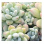 Sedum Clavatum Succulent Plants – Pale Blue-Green Rosettes with Red Tips in Ceramic Pot | Winter-Blooming Groundcover