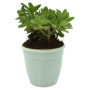 Sedum Confusum Succulent Plants – Evergreen Groundcover with Glossy Green Rosettes & Yellow Blooms