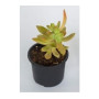 Sedum Nussbaumerianum Succulent – Copper Rosette Beauty | Drought-Tolerant Groundcover for Sun-Loving Gardens