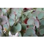 Sedum Sieboldii Succulent Plants – Light Blue Rosettes with Rose Edges in Ceramic Pot | Late Summer Blooms for Hanging Baskets