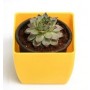 Sempervivum Calcareum Succulent Plants – Hardy Houseleek for Rock Gardens & Containers