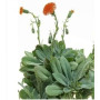 Senecio Cephalophorus 'Mountain Fire' Succulent – Fiery Pom-Pom Blooms & Paddle-Shaped Rosettes in Ceramic Pot