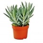 Senecio Ficoides Mount Everest Succulent Plants – Columnar Blue-Green Foliage for Modern Indoor & Outdoor Displays
