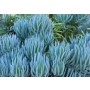 Senecio Mandraliscae Succulent Plants – Blue Finger Foliage for Coastal Gardens & Modern Landscapes