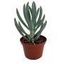 Senecio Serpens Succulent Plants – Blue Chalk Sticks with White Blooms and Drought Tolerance