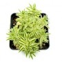 Silver Sedum Succulent Plants – Elegant Blue-Green Foliage with Yellow Blooms