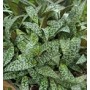 Silver Squill Succulent Plants – Ledebouria Socialis with Speckled Leaves and White-Green Blooms