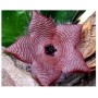 Stapelia Clavicorona Succulent – Deeply Furrowed Stems & Exotic Star-Shaped Maroon Flowers in Ceramic Pot