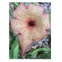 Stapelia Gigantea Succulent – Zulu Giant Starfish Flower with Cream-Colored Blooms in Ceramic Pot