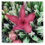 Stapelia Grandiflora Succulent Plants – Starfish-Shaped Dark Red Blooms in Ceramic Pot | Cactus-Like Caudiciform for Collectors