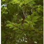 Stereospermum Colais Live Indian Garden Plants
