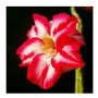 Striped Galah Adeniums Obesum Plants – Red Bloom | Ceramic Pot | Easy-to-Grow Caudiciform