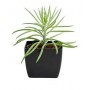 Bush Senecio Succulent Plants